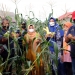 Kelompok Wanita Tani Panen Jagung dan Singkong, Rahma: Manfaatkan Lahan Terbatas