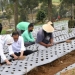 Tanam Bawang dengan Petani, Presiden Harap Produktivitas dan Pendapatan Petani Meningkat