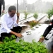 Dialog dengan Presiden, Petani Wonosobo Bicara Manfaat Lumbung Pangan