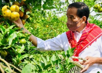 Presiden Jokowi Tegaskan Pentingnya Infrastruktur Jalan untuk Tunjang Kegiatan Produksi