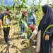 Majukan Pertanian di Bintan, HA IPB Kepri akan Kembangkan Perkebunan Sorgum