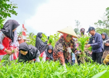 Walikota Tanjungpinang Bersama Kelompok Wanita Tani Panen Kangkung di Sungai Ladi