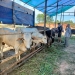 Jelang Idul Adha, Peternak Sapi di Tanjungpinang Kebanjiran Pemesanan Hewan Kurban