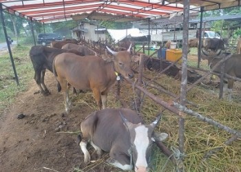 Waspadai PMK Masuk Tanjungpinang, DP3 Pantau Lalu Lintas Hewan Ternak Antar Zona