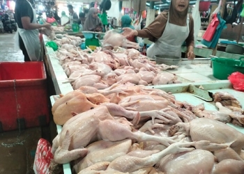 Harga Daging Ayam Tidak Stabil dan Meroket, Peternak: Kami Juga Merugi, Harga Produksi Naik