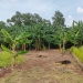 Penjualan Pisang di Tanjungpinang Laris Terjual
