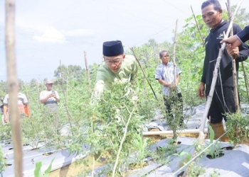 Upaya Menjaga Ketahanan Pangan, Hasan Dorong Produktivitas Hasil Pertanian Tanjungpinang
