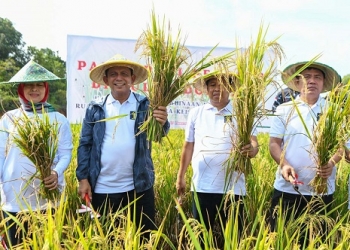Keberhasilan Binaan Narapidana Program Tanam Padi, Ansar Ikut Melakukan Panen Perdana