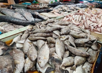 Dipercaya Bawa Keberuntungan, Ikan Dingkis di Tanjungpinang Bisa Capai Rp300 Ribu per Kg Saat Imlek