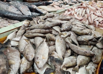 Hidangan Khas Imlek yang Diyakini Simbol Keberuntungan, Harga Ikan Dingkis Meroket