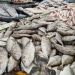 Hidangan Khas Imlek yang Diyakini Simbol Keberuntungan, Harga Ikan Dingkis Meroket