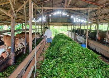 Jelang Idul Adha 2024, Pemburu Hewan Qurban Mulai Berdatangan di Sejumlah Peternakan Sapi