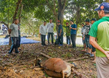 Pemotongan Hewan Qurban di Masjid Ulil Amri, Sekda Zulhidayat Ucapkan Terima Kasih kepada ASN