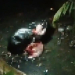 Penemuan Jasad Bayi Mungil Terbungkus Dalam Plastik Hitam di Jalan Pramuka Tanjungpinang