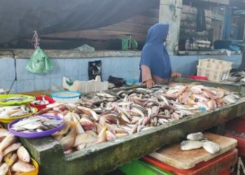 Penyaluran Solar Subsidi Nelayan Bintan Tidak Tepat Sasaran, Harga Komoditas Ikan Laut Tak Stabil dan Anjlok