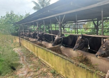 Sejumlah Kelompok Tani di Bintan Terima Bantuan 15 Sapi Bali, 746 Ayam Buras dan Pakan Unggas