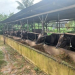 Sejumlah Kelompok Tani di Bintan Terima Bantuan 15 Sapi Bali, 746 Ayam Buras dan Pakan Unggas