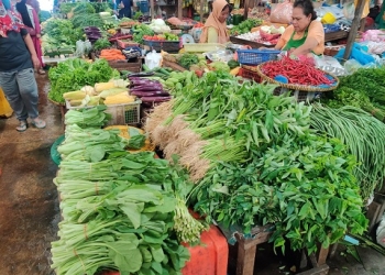 Panen Melimpah, Harga Sayur Mayur di Tanjungpinang Terjun Bebas