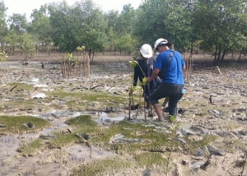 Cegah Abrasi Pantai Gemuruh Kundur, PT Timah Tanam Ribuan Mangrove