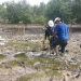 Cegah Abrasi Pantai Gemuruh Kundur, PT Timah Tanam Ribuan Mangrove