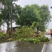 Waspada Angin Kencang, Sejumlah Lokasi Terjadi Pohon Tumbang Dinihari Tadi