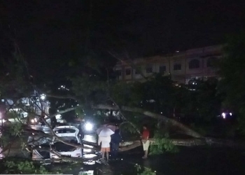 Pemko Tanjungpinang Diminta Lebih Serius Perhatikan Potensi Pohon Tumbang di Jalan Raya
