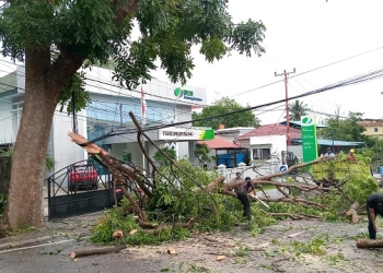 Pohon Tumbang Kembali Makan Korban, Pengendara Motor Dilarikan ke Rumah Sakit