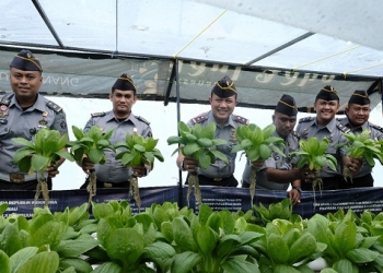 Hasil Budidaya Hidroponik, Rutan Tanjungpinang Panen 30 Kg Sayur Pakcoy