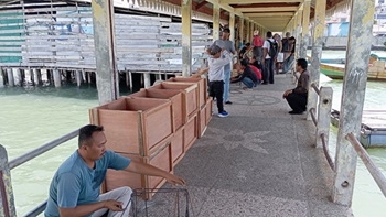 Hasil Swadaya Mandiri, Penambang Mulai Lakukan Perbaikan Dermaga Kuning
