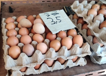 Jelang Nataru, Harga Telur Ayam di Tanjungpinang Merangkak Naik