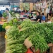 Harga Sayur Normal, Petani sebut Cuaca Hujan Mudah Diserang Hama Gampang Busuk