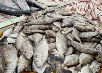 Bak Harta Karun dalam Lautan, Ikan Dingkis Jadi Hidangan Mahal saat Menyambut Imlek