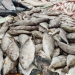 Bak Harta Karun dalam Lautan, Ikan Dingkis Jadi Hidangan Mahal saat Menyambut Imlek