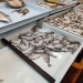 Dipercaya Membawa Hoki, Ikan Dingkis Bertelur Jadi Komoditas Paling Dicari Saat Imlek
