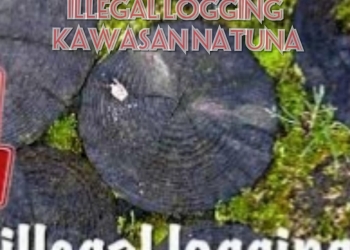 Oknum Guru SD Terlibat Bisnis Illegal logging?