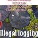 Oknum Guru SD Terlibat Bisnis Illegal logging?