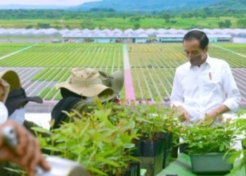 Tinjau Persemaian Rumpin, Presiden: Indonesia Serius Tangani Perubahan Iklim