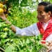 Presiden Jokowi Tegaskan Pentingnya Infrastruktur Jalan untuk Tunjang Kegiatan Produksi