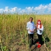 Antisipasi Krisis Pangan Global, Presiden: Sorgum Alternatif Bahan Pangan