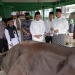 Kegembiraan Warga Anambas Terima Sapi Kurban dari Presiden, Gubernur Kepri yang Menyerahkannya