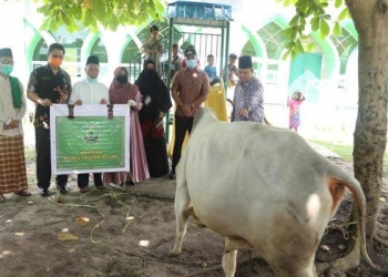 Terkait Sapi Kurban Disperdagin Salah Alamat, Kabag Kesra Sebut Ada Miskomunikasi