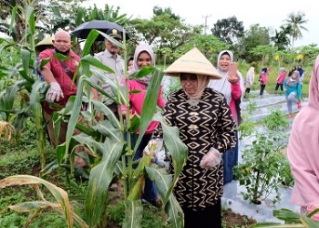 Panen Hasil Pertanian Kelompok Tani, Walikota Rahma Bangga Ketekunan KWT Palem Putri