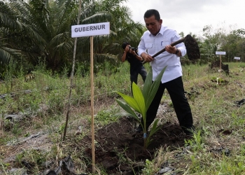 Dorong Perluasan Pertanian, Ansar Salurkan Bantuan 5000 Bibit Kelapa Genjah & Pupuk NPK 28,95 Ton
