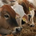 Idul Adha: Pemko Tanjungpinang akan Salurkan 38 Sapi dan Kambing ke Sejumlah Masjid