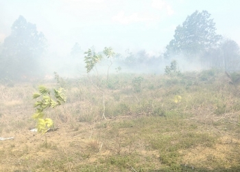 Akibat Kelalaian, Bulan Agustus Sudah 35 Hektare Lahan di Tanjungpinang Hangus Terbakar