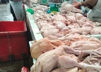 Harga Daging Ayam Meroket, Pedagang Akui Volume Belanja Konsumen Menurun, Modal Besar Pembeli Kurang