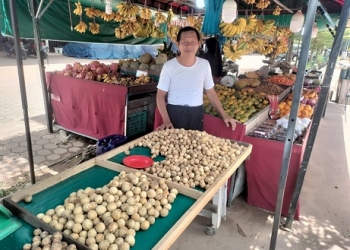 Musim Duku Jadi Momentum Meraup Keuntungan Para Pedagang Buah di Tanjungpinang