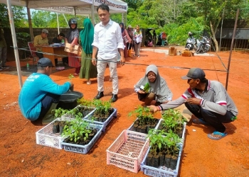 Pemprov Kepri Bagikan Puluhan Ribu Bibit Cabai untuk Masyarakat Tanjungpinang & Bintan