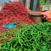 Jelang Imlek, Harga Sejumlah Komoditas Bahan Pangan Masih Normal di Tanjungpinang