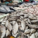 Dipercaya Bawa Keberuntungan, Ikan Dingkis di Tanjungpinang Bisa Capai Rp300 Ribu per Kg Saat Imlek